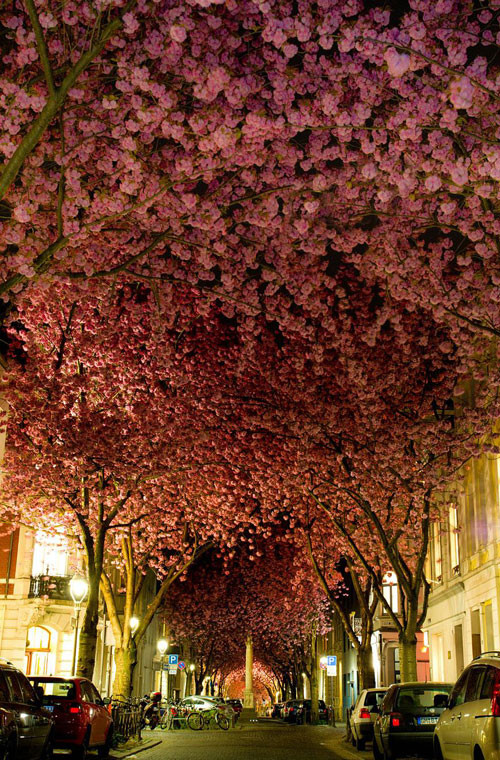 Con đường hoa anh đào ở thành phố Bonn, Đức.