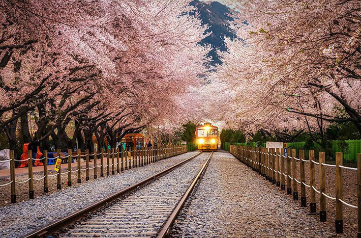 Đường tàu vào ga Gyeonghwa ở quận Jinhae, thành phố Changwon, Hàn Quốc giữa những hàng cây hoa anh đào cũng là một địa điểm làm nao lòng khách du lịch.
