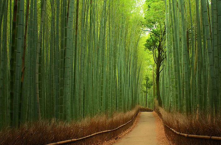Lối đi giữa những hàng tre ở Kyoto của Nhật gợi lên sự yên bình tại thành phố cô đô này.