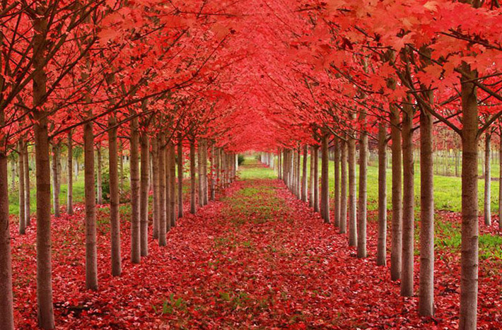 Lối đi giữa hàng phong đỏ ở thành phố St. Louis, bang Oregon, Mỹ.