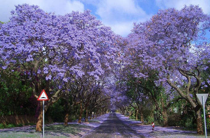 Con đường phượng tím dành cho người đi bộ ở thành phố Johannesburg, Nam Phi nổi tiếng với hơn 49 loại phượng tím khác nhau.