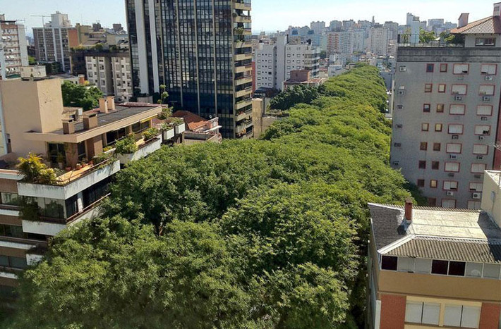 Một đường hầm cây đúng nghĩa tại thành phố Porto Alegre, Brazil.