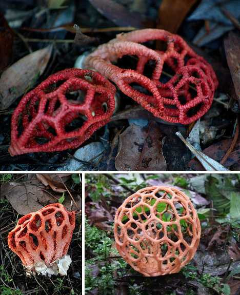 Nấm Clathrus rubber.