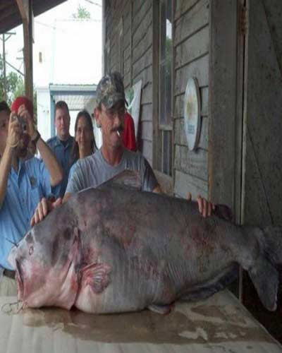 Con cá catfish xanh dài 1,45 m , chu vi thân 1,14 m.