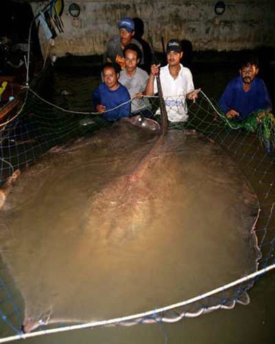Con cá đuối nước ngọt nặng khoảng 450 kg, phần thân dài 2m và rộng 2,1m.