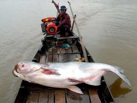 Con cá da trơn Mekong khổng lồ được một ngư dân bắt được này dài tới 3 m và nặng 300 kg.