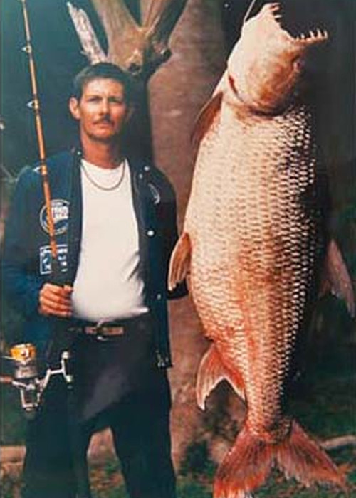 Cá hổ khổng lồ (tên khoa học là Hydrocynus Goliath), được bắt ở con sông miền Trung châu Phi. Nó có bộ răng rất sắc nhọn, có thể cắn nát bất cứ thứ gì, là một loài cá nguy hiểm.