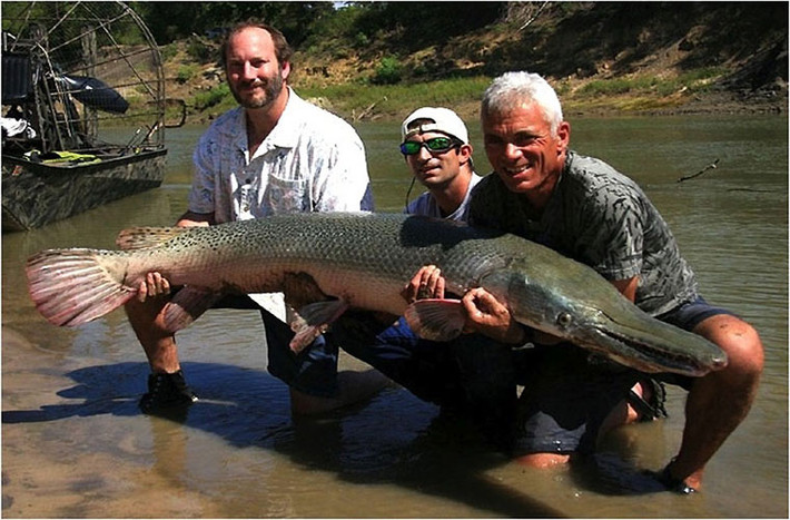Chú cá măng này dài 2m, nặng 50 kg. Chú được bắt tại sông Triniti, bang Texas, Mỹ.