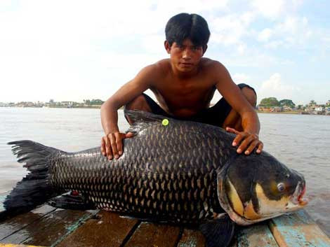 Con cá Barb khổng lồ được bắt tại sông Tonle Sap, gần Phnom Penh, Campuchia.