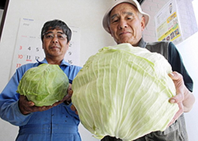 Việc rò rỉ phóng xạ ở Fukushima được cho là đã khiến bắp cải đột biến khổng lồ, có kích thước lớn gấp 4 lần so với bình thường.