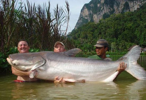 Cá tra dầu khổng lồ ở Mekong có trọng lượng khoảng nửa tấn, dài 5m, ước chừng 60 năm tuổi.