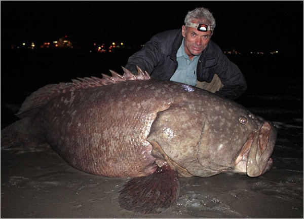 Cần thủ cừ khôi người Anh Jeremy Wade và một con cá mú "khủng" mà ông bắt được ở Queensland. Đây là một trong những con cá vĩ đại nhất mà ông từng tóm được.