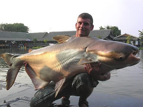 Với chiều dài lên tới 3,2 m và khối lượng lên tới 300 kg, cá tra dầu là một trong những loài cá nước ngọt lớn nhất thế giới. Tuy nhiên, chúng đang đối mặt với nguy cơ tuyệt chủng cao nhất trong số các loài cá của sông Mekong.