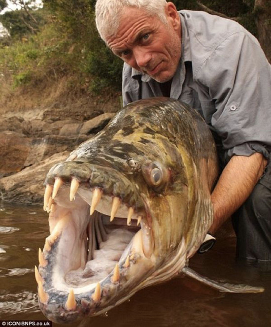 Cá hổ Congo (Goliath) là loài cá huyền thoại của các con sông ở Congo. Miệng của con “quái vật” này được trang bị hàm răng sắc nhọn, như những lưỡi dao dài tới 5 cm.
