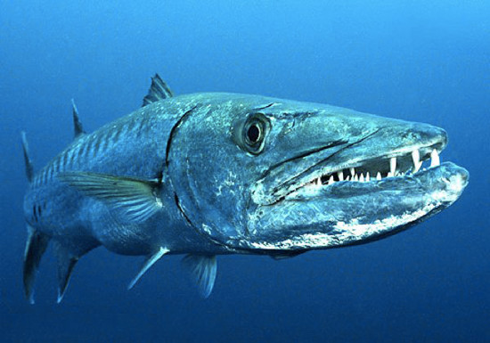 Cá nhồng Châu Âu (Barracuda) có thân hình thon dài gần 2 m, đặc biệt có bộ hàm dài tới gần 10 cm và hàm răng sắc nhọn.