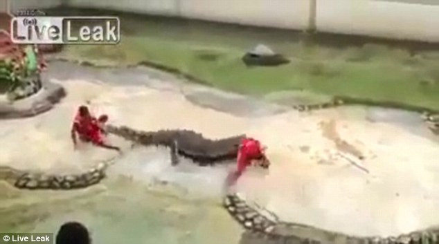Hành động ngoạm đầu nhanh như chớp của con cá sấu đã khiến người biểu diễn vô cùng bất ngờ và không kịp phản ứng.
