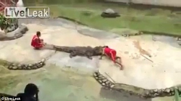 Những tiếng la hét của khán giả dường như khiến con cá sấu hoảng loạn và ngoạm đầu người huấn luyện khi anh ta liễu lĩnh đưa đầu vào miệng nó.