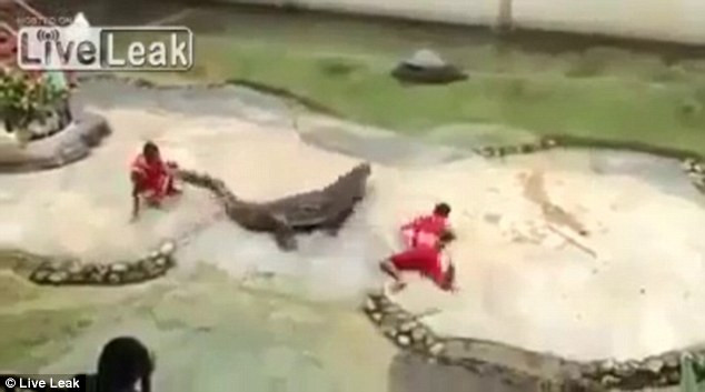Sau cùng, anh này đã may mắn thoát chết vì con cá sấu đã mở miệng thả đầu anh ta.