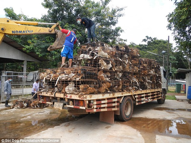 Những kẻ buôn lậu ngày càng có những thủ đoạn tinh vi hơn. Nhằm tránh bị lực lượng chức năng biên giới phát hiện, chúng đã giết mổ chó lấy thịt trước khi đưa qua biên giới.