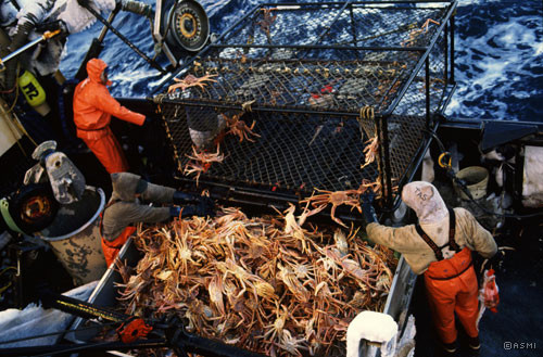 Cua hoàng đế (King crab) thường chỉ sống ở những vùng biển nước rất lạnh và sâu từ 200 đến 400 m như Alaska (Mỹ), Nga, Nhật Bản, Hàn Quốc... Đây là loại cua quý hiếm và có giá trị dinh dưỡng cao bởi, để đánh bắt nó, những ngư dân phải ra khơi vào những ngày bão biển.
