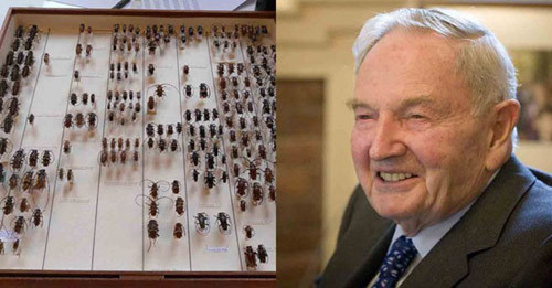 Tỷ phú David Rockefeller Sr., cháu nội của ông trùm dầu mỏ John D. Rockefeller, thì khoái sưu tập côn trùng, đặc biệt là bọ cánh cứng. Ông bắt đầu đam mê sưu tập bọ cánh cứng từ khi lên 10. Hiện đã bước sang tuổi “thất thập cổ lai hy”, ông sở hữu 157.000 mẫu côn trùng của hơn 9.000 loài khác nhau.
