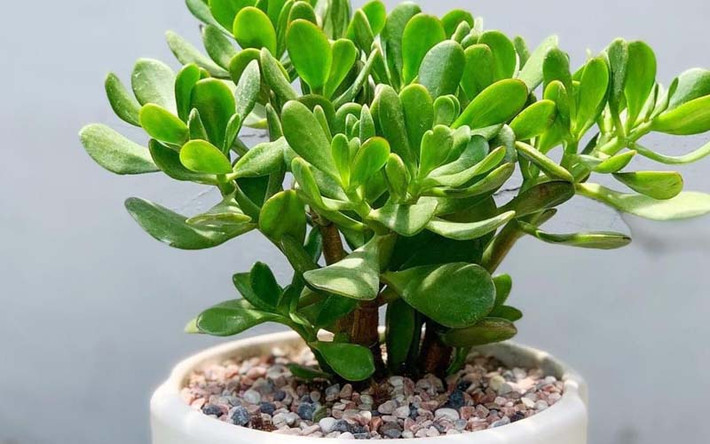 Nghe thì có vẻ "ảo thật đấy" nhưng sau khi tìm hiểu, tôi phát hiện ra đúng là cây ngọc bích mang nhiều năng lượng phong thuỷ tốt thật, lại có thêm vài công dụng bất ngờ cho không gian sống, rất đáng để trồng.