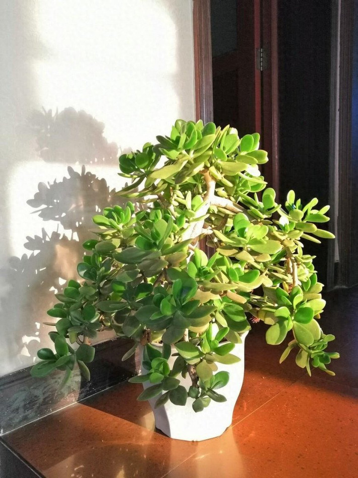 Điều thú vị là không chỉ đặt trong nhà, việc đặt cây ở ban công – gần lối ra vào hoặc cửa kính còn có ý nghĩa đặc biệt vì đây là khu vực lưu thông năng lượng giữa trong và ngoài nhà. Nếu đặt cây tại hướng Đông hoặc Đông Nam, cây sẽ giúp kích hoạt cung tài lộc theo Bát Trạch, tạo điều kiện cho tiền bạc, cơ hội và may mắn dễ dàng “chảy” vào nhà.