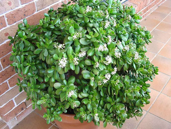 Nhỏ gọn nhưng nổi bật, phù hợp với cả không gian sống nhỏ: Ngọc bích có kích thước nhỏ gọn, thân cây mập mạp, lá tròn bóng loáng nhìn “cưng xỉu”. Chính vì thế, cây không chỉ mang năng lượng tốt mà còn rất hợp để trang trí các không gian nhỏ như ban công, kệ sách, bàn làm việc hoặc phòng ngủ.