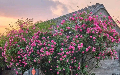 Đặc biệt, hoa hồng leo khi trồng gần tường hoặc giàn sẽ tạo nên khung cảnh tuyệt đẹp khi nở rộ. Lưu ý khi chăm sóc: Hoa hồng thích ánh sáng mặt trời, đất màu mỡ và cần bón phân thường xuyên. Ngoài ra, cây cần được cắt tỉa định kỳ để giữ dáng và kích thích ra hoa.