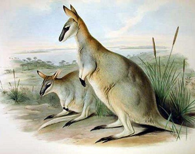 Chuột túi Toolache wallaby là loài có bộ lông đẹp nhất nên chúng trở thành mục tiêu của thợ săn. Những con vật còn lại cũng chết vào năm 1939 sau 12 năm bị giam cầm và chính thức tuyệt chủng kể từ đây.