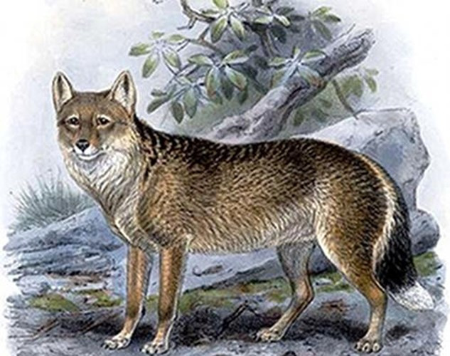 Cáo quần đảo Falkland là loài vật có vú duy nhất có nguồn gốc bản địa tại Falkland. Chúng có lông màu hung, mũi và đuôi màu trắng. Chúng ăn các loài chim làm tổ trên mặt đất như thiên nga, chim cánh cụt, côn trùng và ăn xác động vật thối ven biển... Loài này tuyệt chủng vào năm 1876.