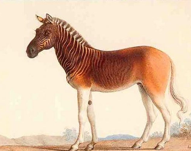 Ngựa vằn Quagga là loài động vật phổ biến ở đồng bằng Nam Phi. Chúng trở thành mục tiêu của thợ săn chủ yếu là do có bộ da đẹp, giết chúng lấy thịt. Những cá thể lời ngựa quý hiếm này bị xóa xổ khỏi thế giới vào những năm 1870.