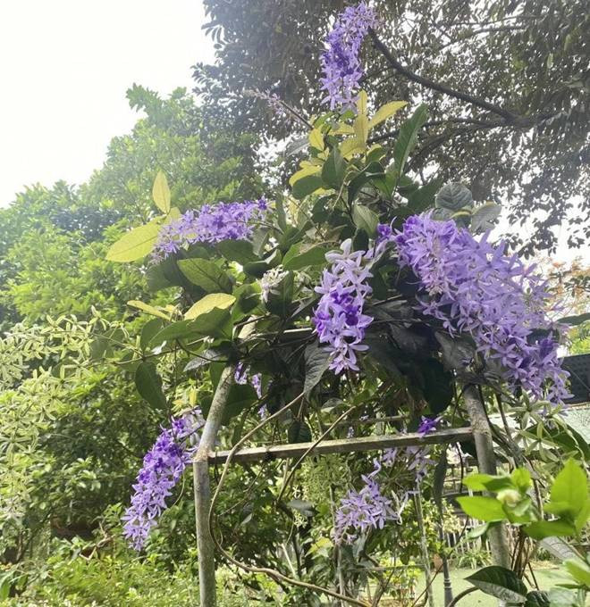 br/> Nữ nghệ sĩ 73 tuổi cho biết hoa rất lâu tàn: "Hoa tím khoảng 10 ngày sau đó chuyển xanh. Hoa mai xanh này hơn 1 tháng mới tàn".