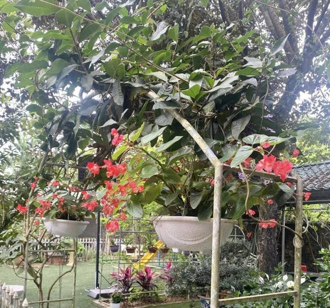 Trong vườn còn có rất nhiều loại hoa khác như tigon, cúc, hồng. Nhìn khung cảnh trong cơ ngơi rộng rãi của nữ nghệ sĩ cũng đủ thấy sự bình yên.