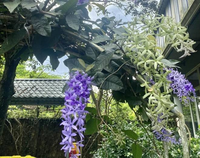 Vòm hoa tím rủ xuống trước hiên nhà, làm cho không gian sống của NSND Thanh Hoa thêm phần lãng mạn và thơ mộng.