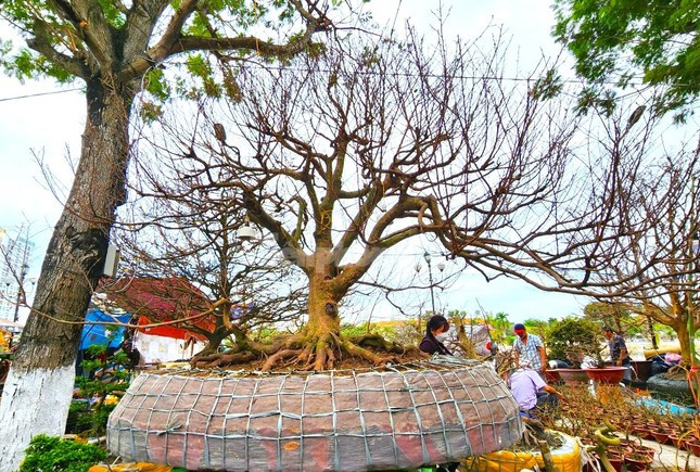 Mỗi chủ nhân của các gian hàng mai kiểng Tết đều có một cây làm điểm nhấn cho cho mình. Cạnh bên anh Trãi là gian hàng của anh Nguyễn Văn Rạng (37 tuổi, ngụ xã Thạnh Mỹ Tây, huyện Châu Phú, tỉnh An Giang) có điểm nhấn là “lão mai” trên 100 tuổi, hình dáng như con bạch tuộc - Ảnh: Kim Hà.