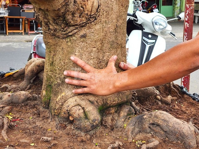 Tại chợ hoa xuân, cây mai “Bàn tay 5 ngón” có bề hoành gốc lên đến 1,1m, thân cao 5m được anh Trãi chào bán với mức giá 1,5 tỷ đồng - Ảnh: Kim Hà.