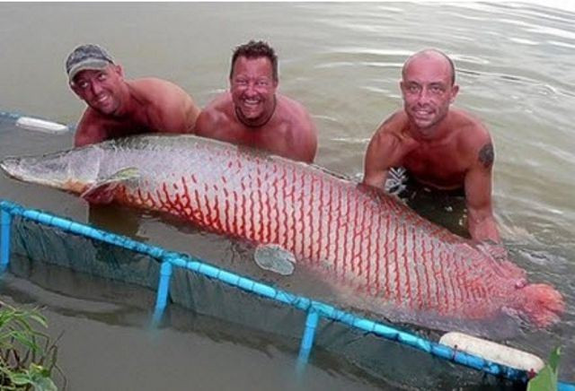 Cần thủ Jeremy Smith được sự giúp đỡ của hai người khác để đưa con cá arapaima hải tượng nặng gần 200 kg lên bờ ở Khu Câu cá Giải trí Gillhams, Thái Lan.