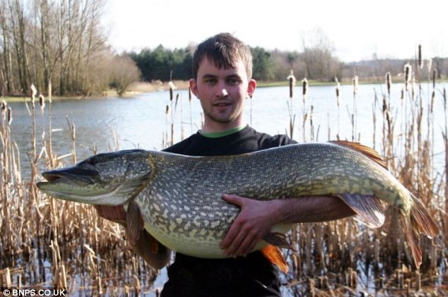 Cần thủ Andy O'Conner bắt được con cá chó nặng 20,8 kg, tại hồ Wykeam gần thị trấn Scarborough, Anh.
