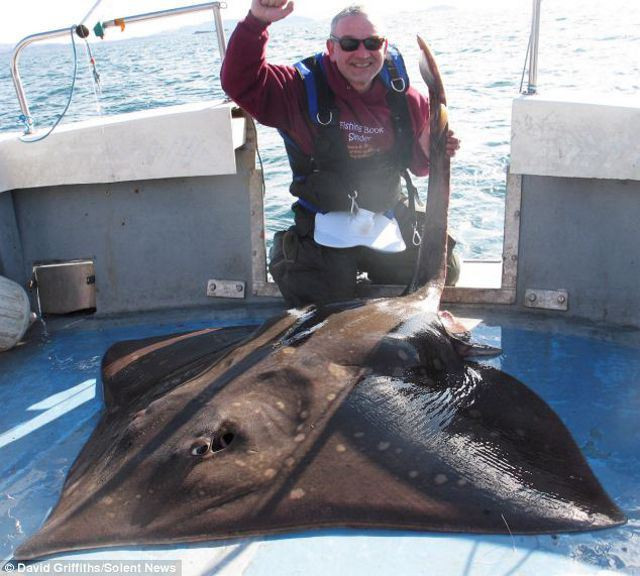 Ông David Griffiths 47 tuổi, đã chinh phục được con cá đuối nặng 106 kg ngoài khơi Oban, Tây Scotland.
