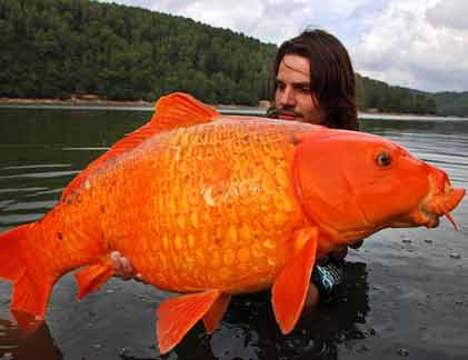 Con cá vàng "khủng" nặng tới 13,6 kg được cần thủ Angler Raphael Biagini bắt tại một hồ ở miền Nam nước Pháp.