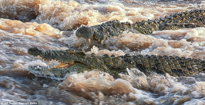 Ngoài ra, nhiếp ảnh gia Nadler còn ghi lại được hình ảnh những con cá sấu hung dữ ở sông Grumeti, Tanzania.