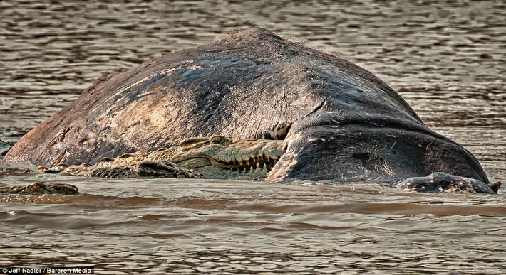 Một con cá sấu lao tới cắn xé xác của một con hà mã khổng lồ tại sông Nam Luangwa, Zambia.