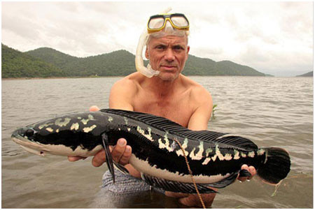 Cá lóc khổng lồ có tên khoa học gọi là snakehead (cá đầu rắn), loài cá này có 30 - 35 giống khác nhau, cư trú tại thuỷ vực lòng sông hồ những nước châu Á, châu Phi và di cư sang cả châu Mỹ.