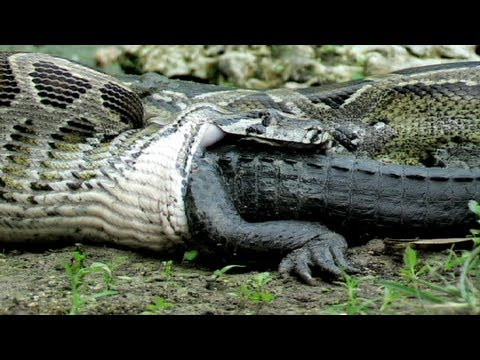 Con cá sấu sắp nằm gọn trong bụng trăn.