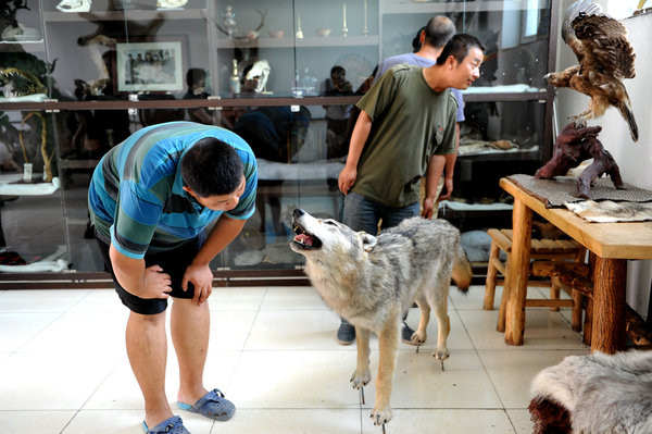 Con gái và con rể ông Yang đều giúp ông công việc nuôi chó sói. Ông cũng xây một khu nghỉ dưỡng để mọi người có thể tới thăm những chú sói. Bên cạnh đó, ông có thể bán răng, lông… của loài vật này.