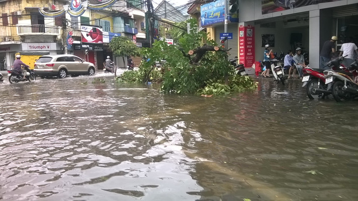 Cây cối trên một số tuyến phố bị đổ do bão.