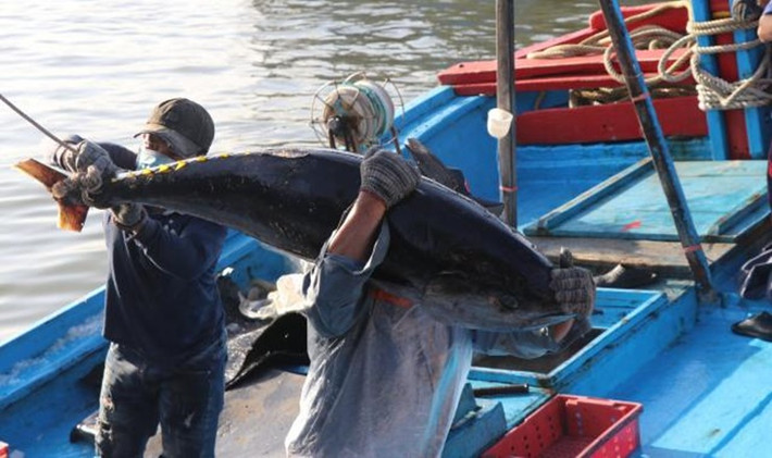 Cá ngừ thuộc họ cá thu ngừ (Scombridae), là loài cá có giá trị kinh tế quan trọng nhất của vùng biển nước ta.