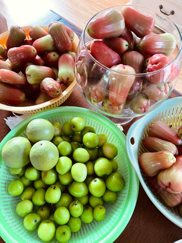 Cuối tuần, Minh Triệu về thu hoạch hoa quả vườn nhà.