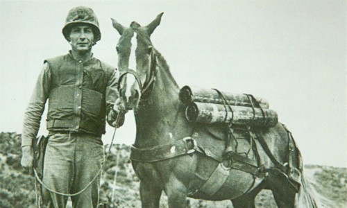 Trong trận chiến Outpost Vega kéo dài 5 ngày diễn ra vào tháng 3/1953, Reckless đã chạy 51 chuyến đi và về - hầu hết là chạy một mình chỉ trong một ngày, với nhiệm vụ làm tấm khiên che chắn cho Thủy quân Lục chiến tại tuyến đầu, mang những thương binh đến nơi an toàn... Với hành động anh hùng của mình, ngựa Reckless được thăng cấp Trung sĩ.